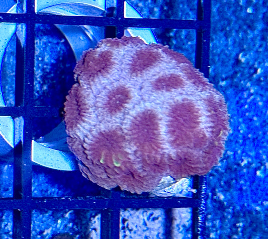 Favia Frag