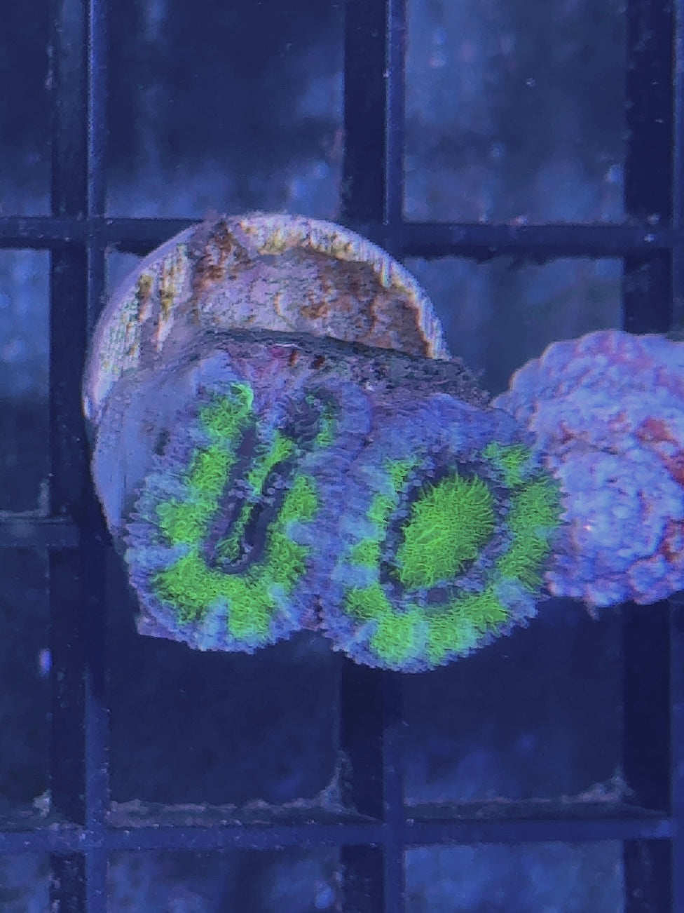 Acan Frag