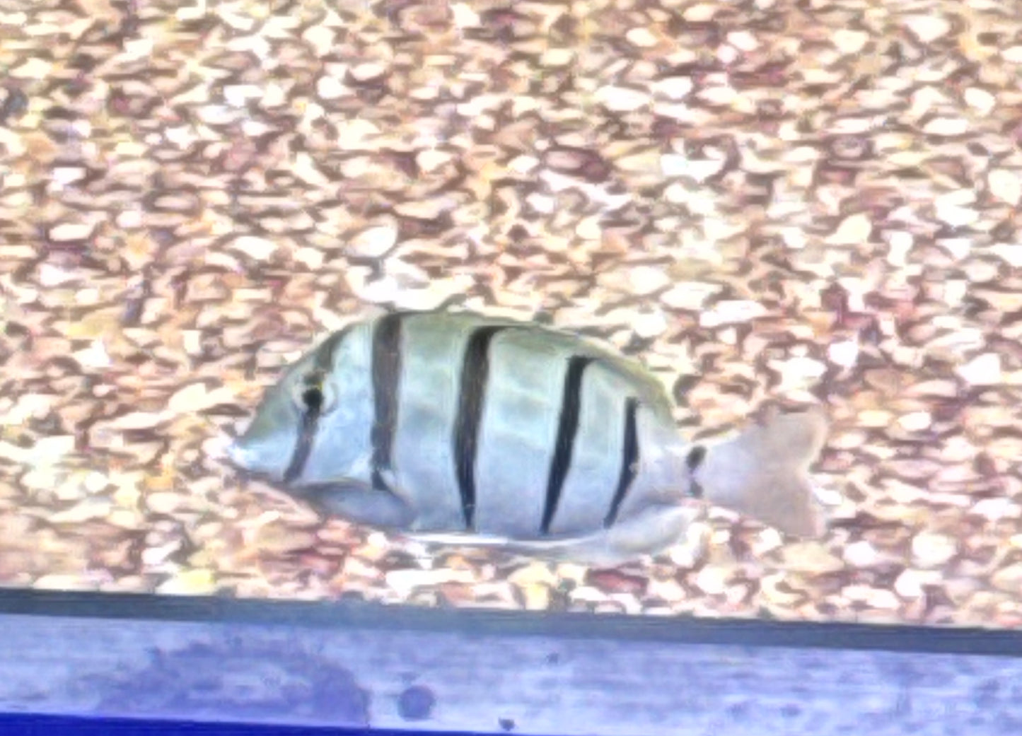 Convict Tang