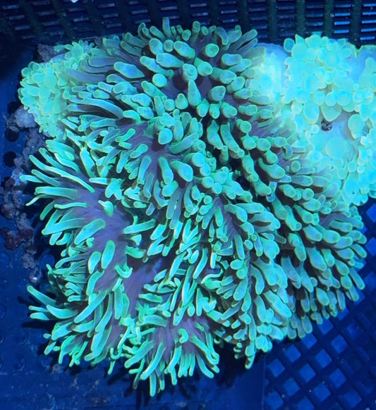 Bubble Tip Anemone