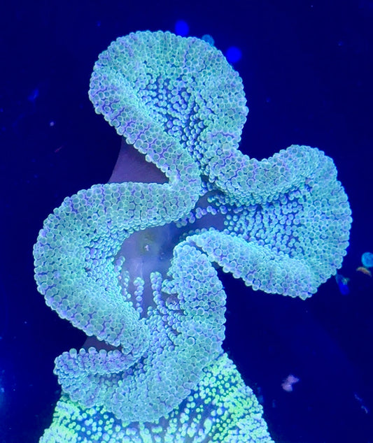 Haddoni Carpet Anemone 3”-4”