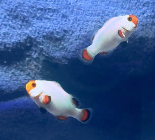 Wyoming White Clown Pair