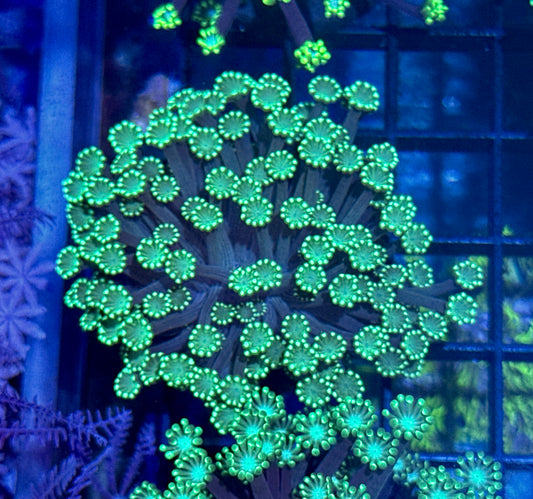 Gonipora Frag