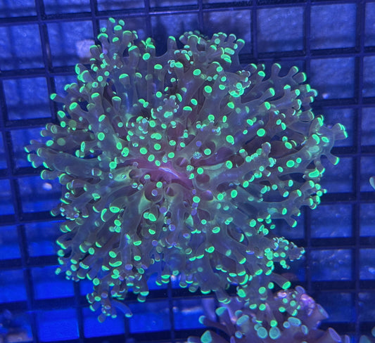 Branching Splatter Frogspawn