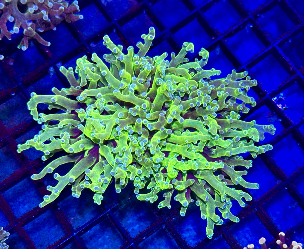 Blue Tipped Neon Green Frogspawn