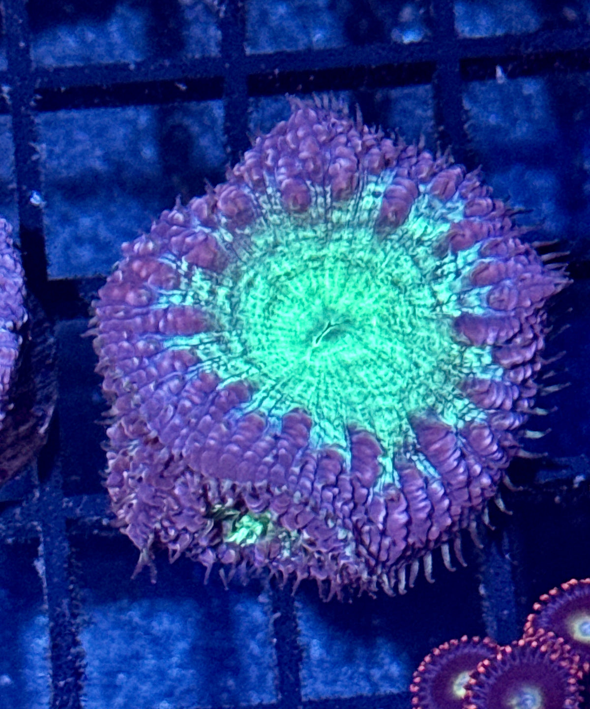 Blastomussa Welsi