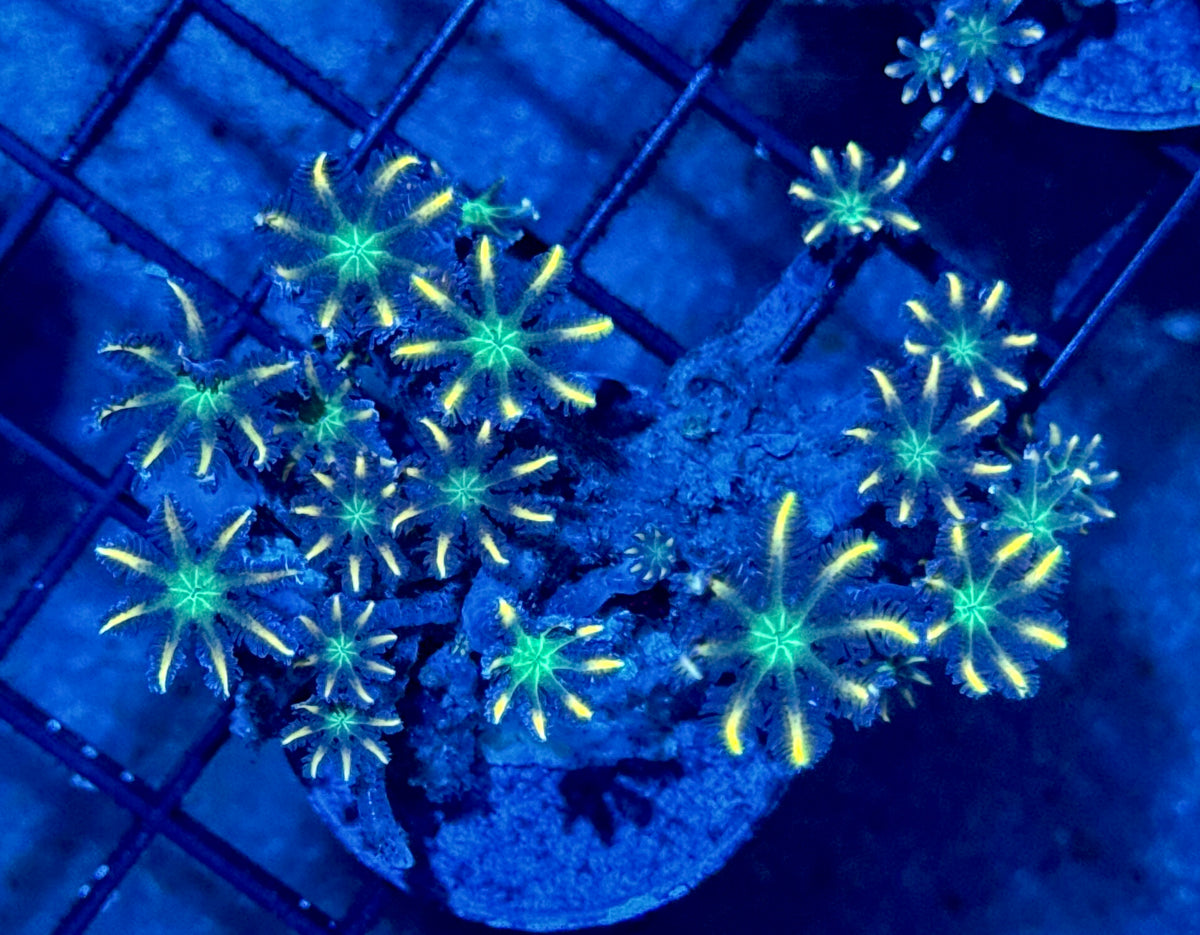 Gold Clove Polyps