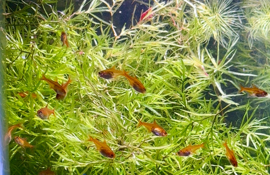 Ember Tetra