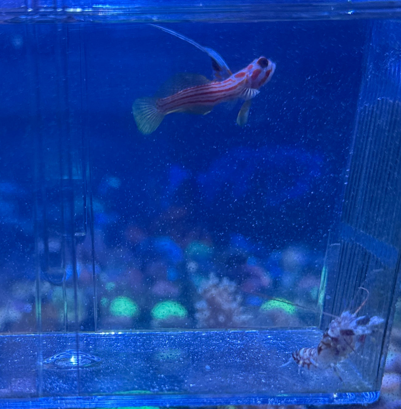 Yasha Goby/ Tiger Pistol Shrimp Pair