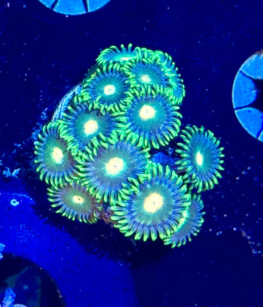Zoa