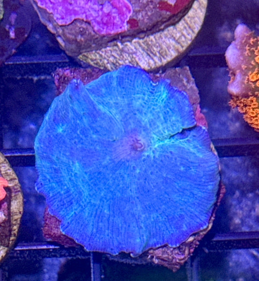 Blue Disco Mushroom