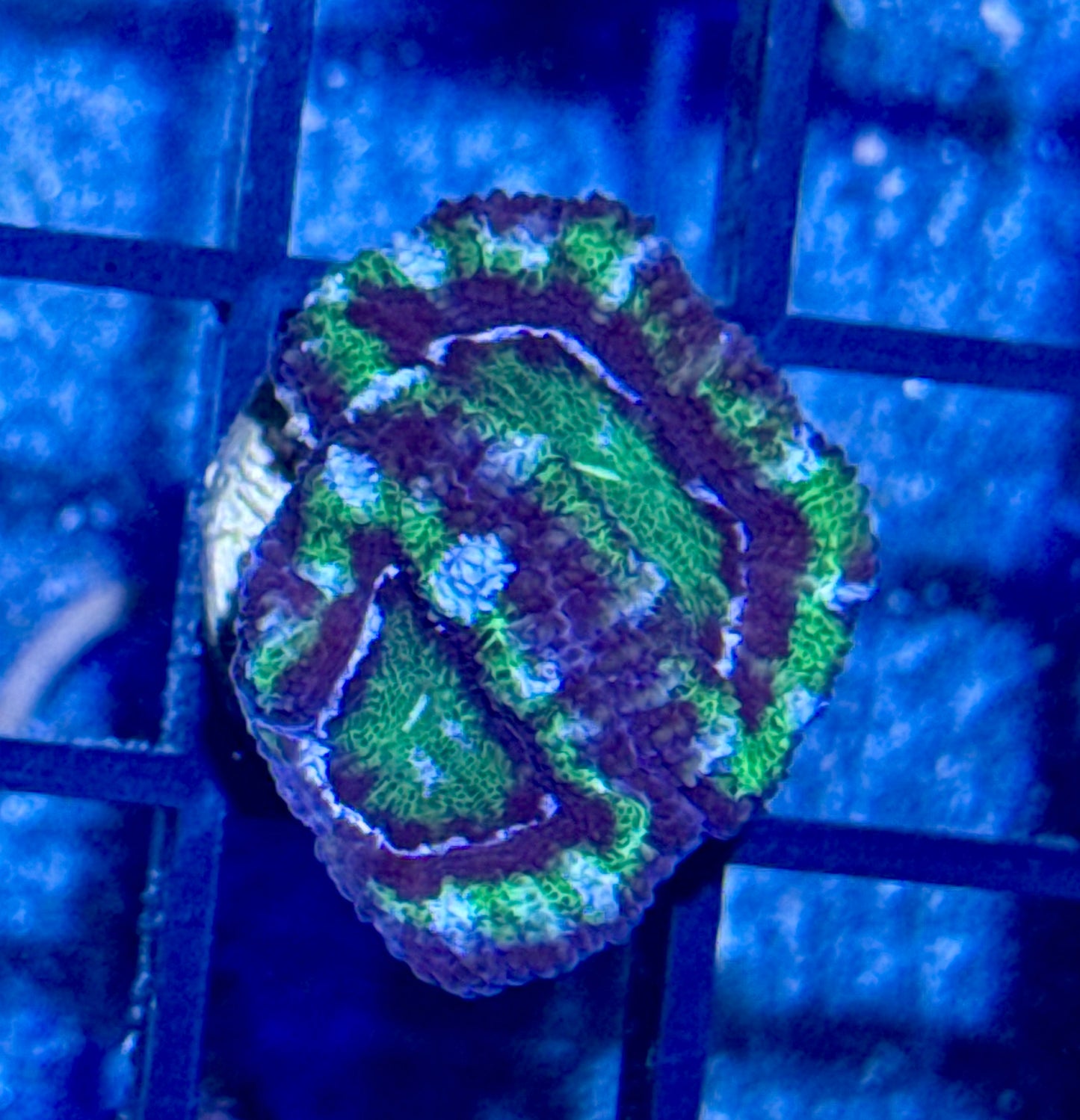 Acan Frag
