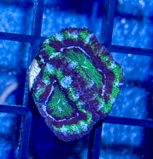 Acan Frag