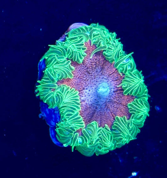 Rock Flower Anemone