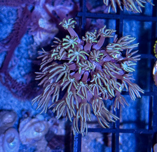 Pipe Organ Frag