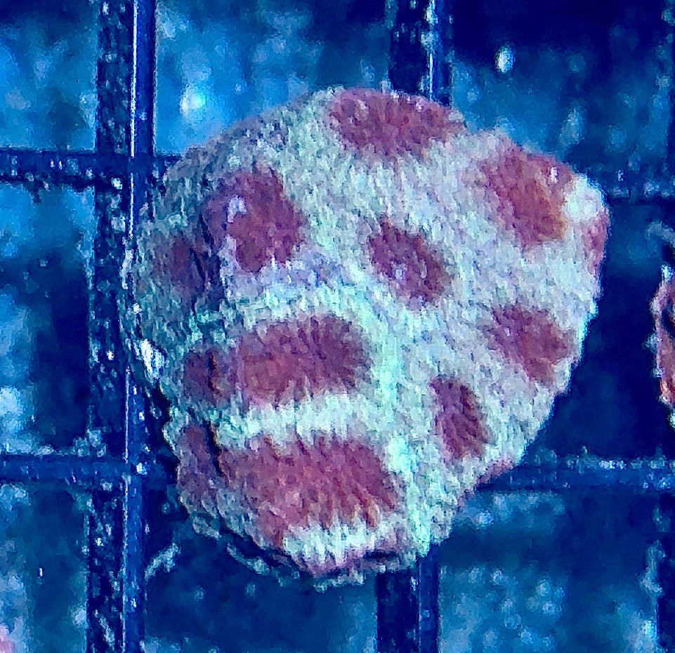 Favia Frag