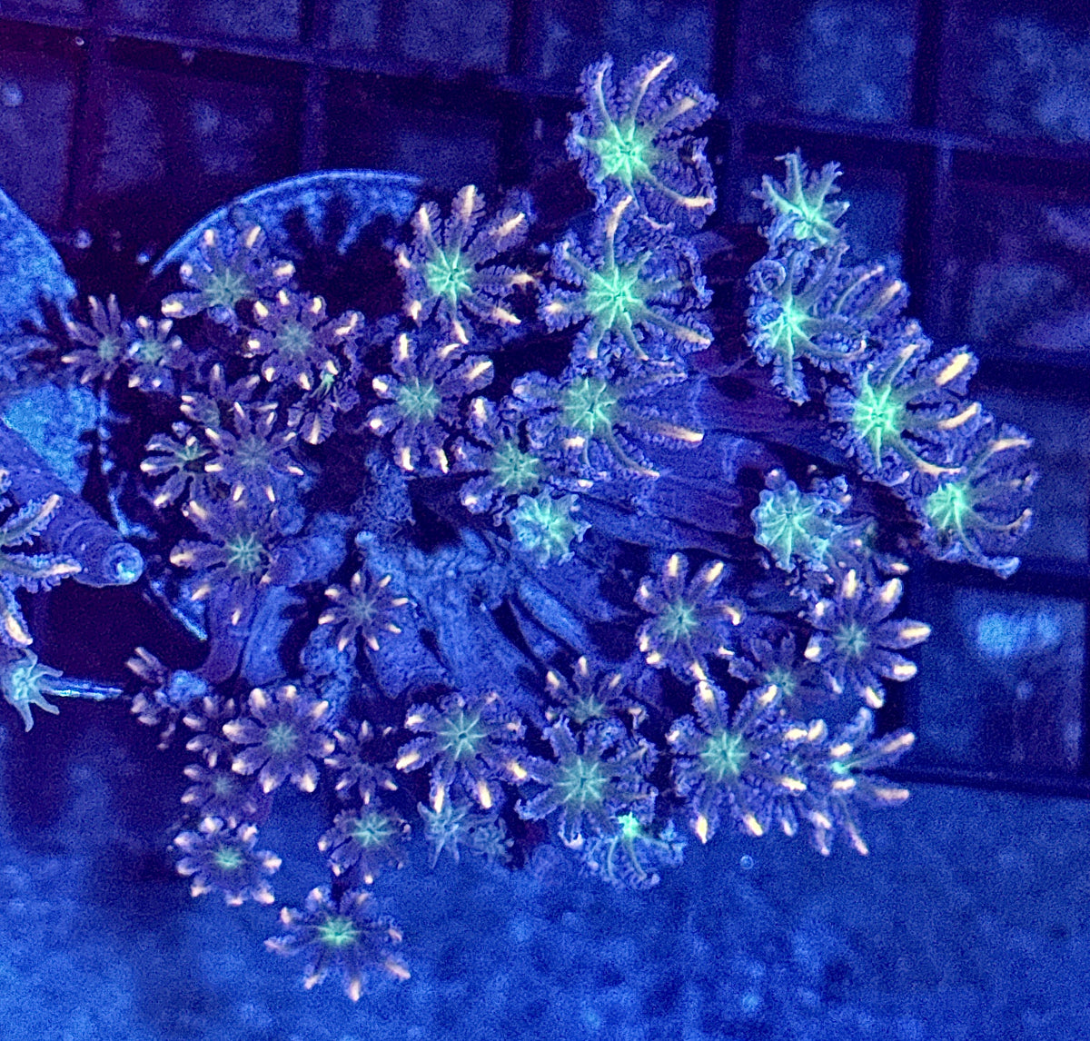 Firework Clove Polyp