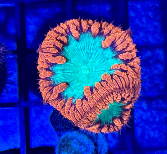 Blastomussa Welsi