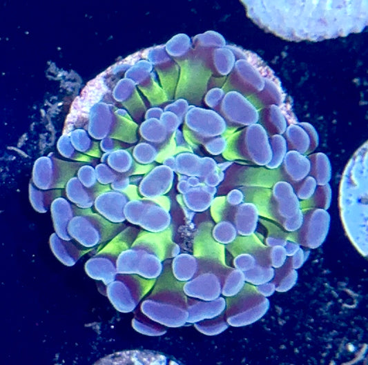 Branching Hammer Frag