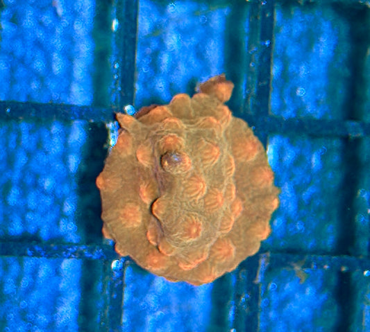 Cyphastrea Frag