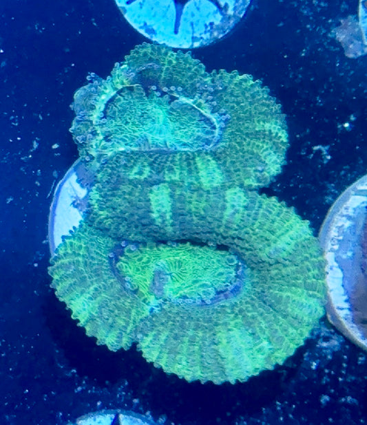 Acan Frag