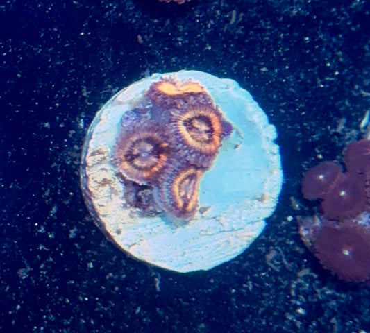 Zoa