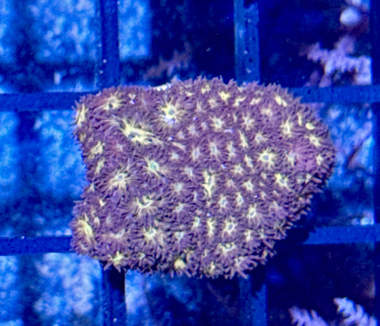 Lepto Frag
