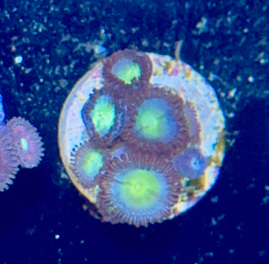 Zoa