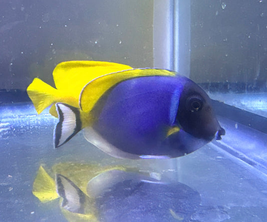 Powder Blue Tang 2.75”