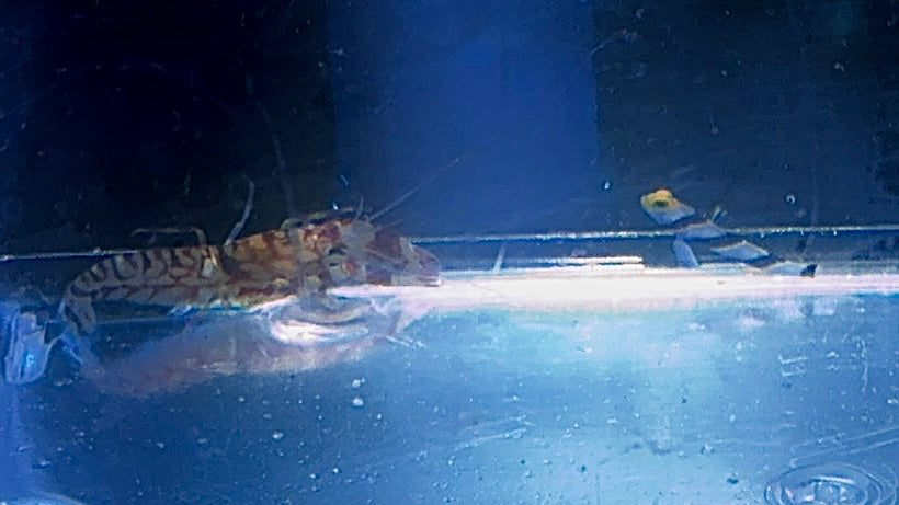 Yellow Rose Goby/ Tiger Pistol Shrimp Pair