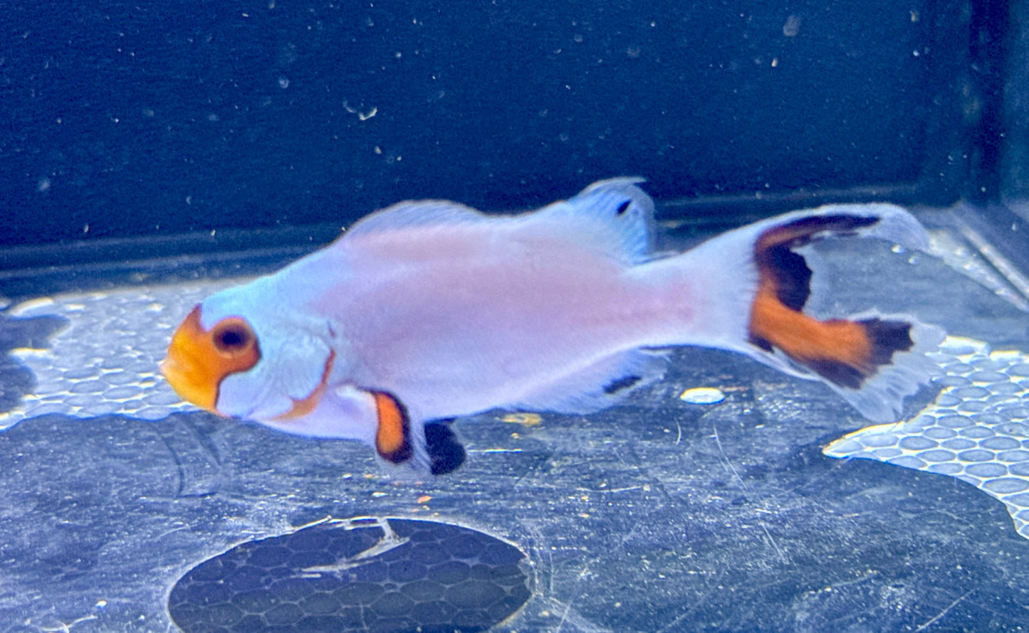 Longfin Clown Rescue