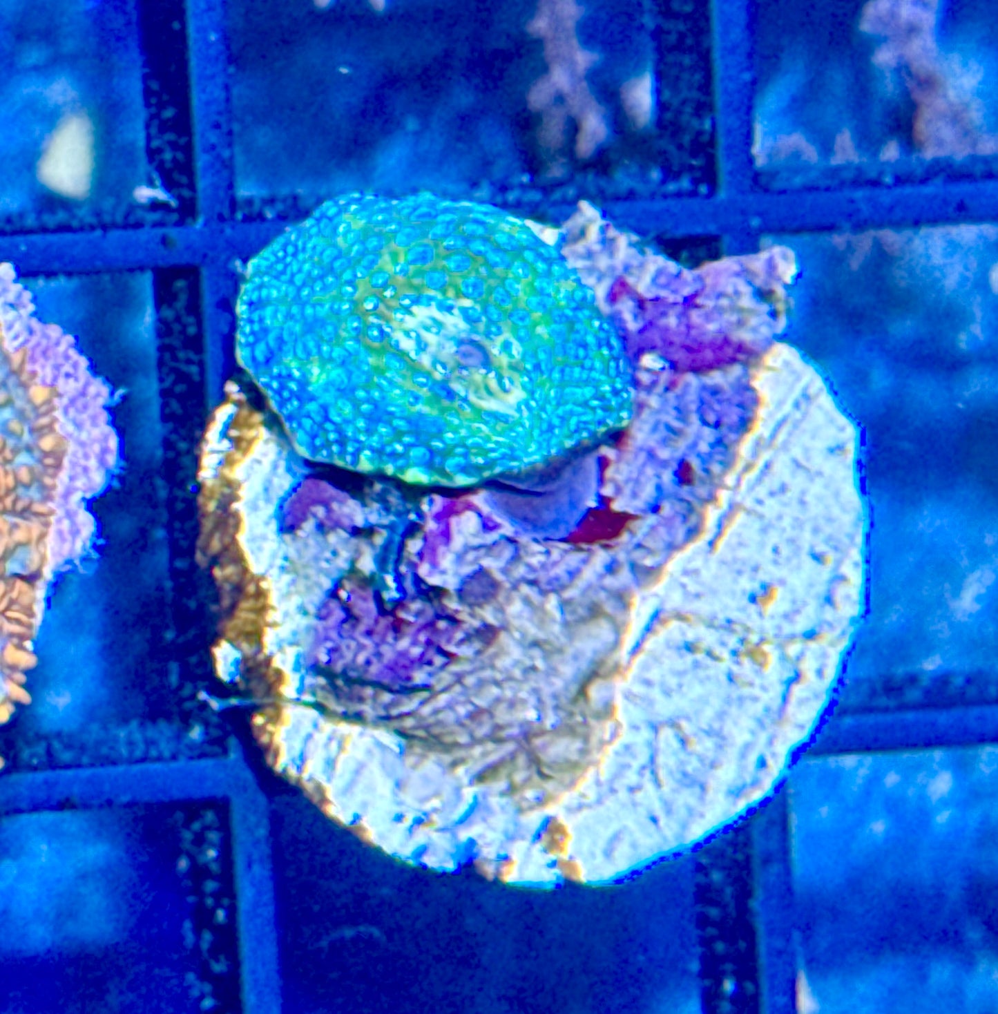 Disco Mushroom Baby Frag