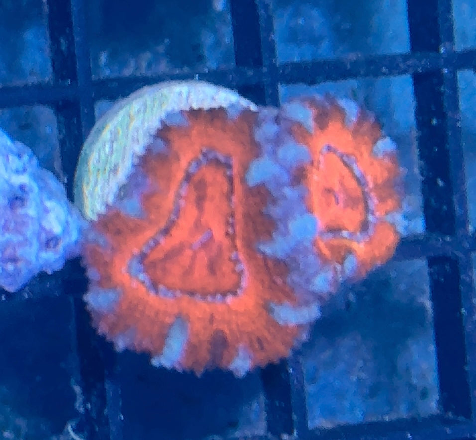 Acan Frag