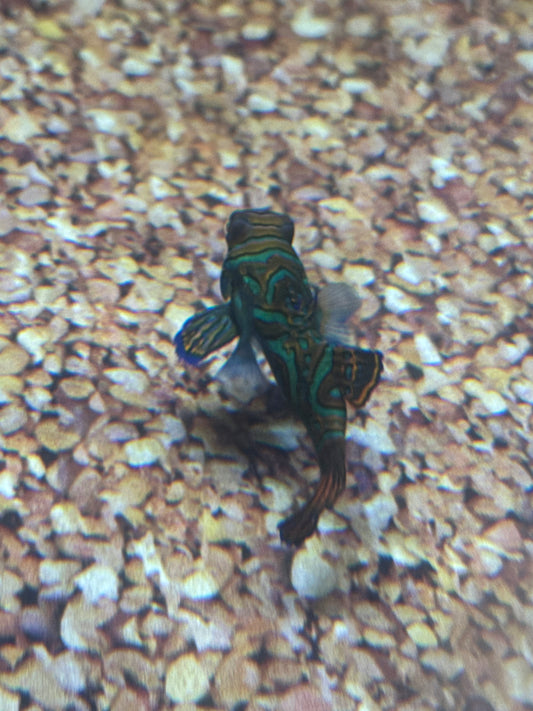 Mandrian Goby