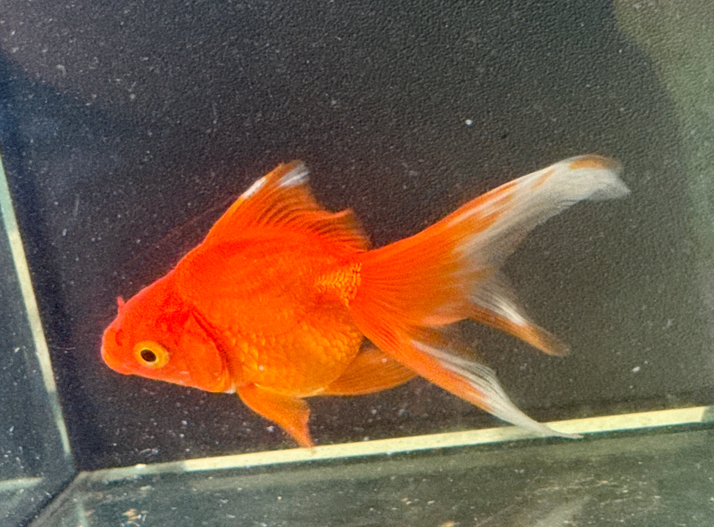 Orange & White Faintail 5”