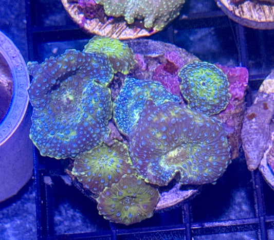 Disco Mushroom Rock