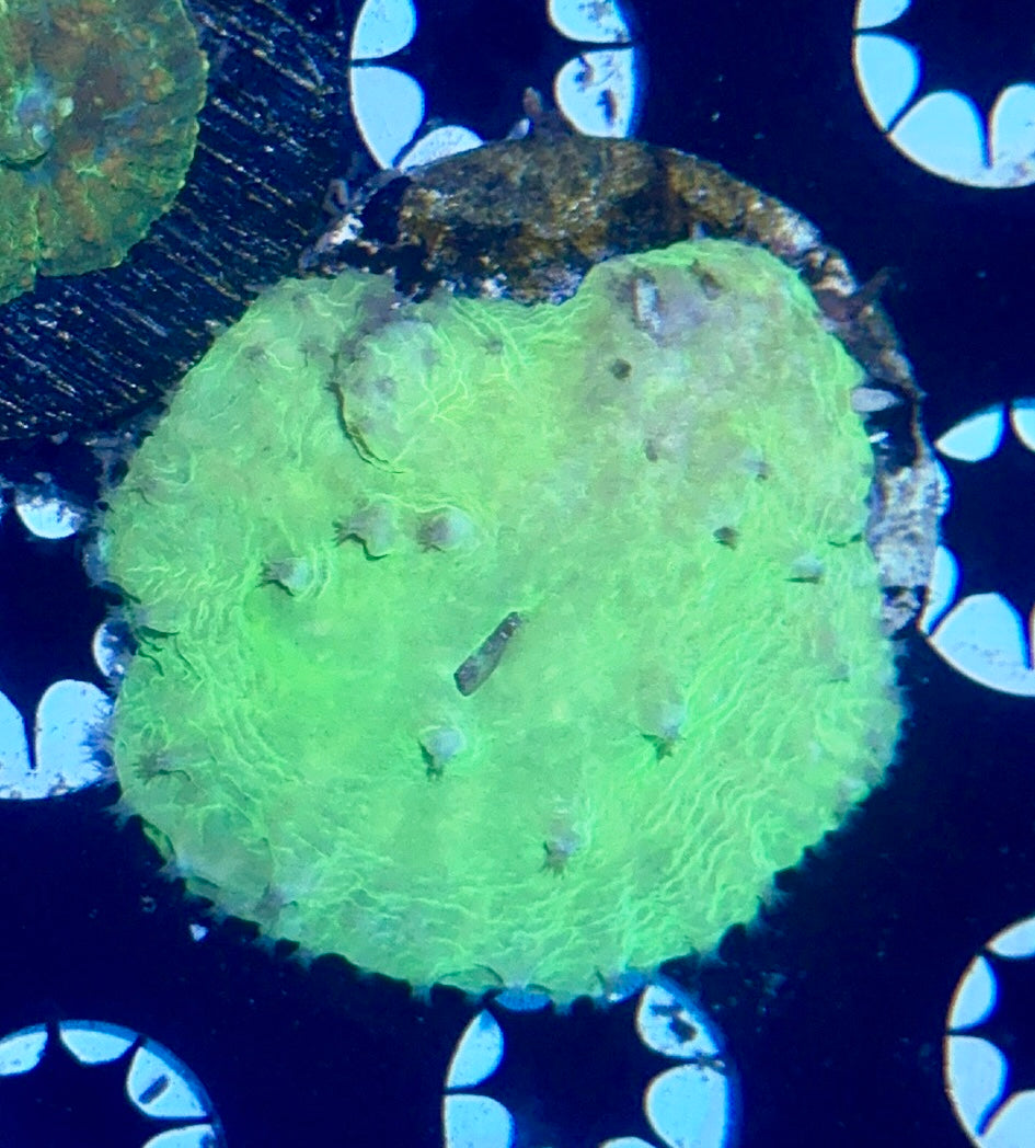Cabbage Leather Frag