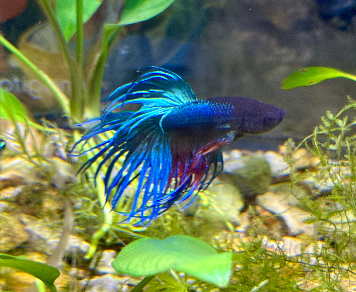 Crowntail Beta
