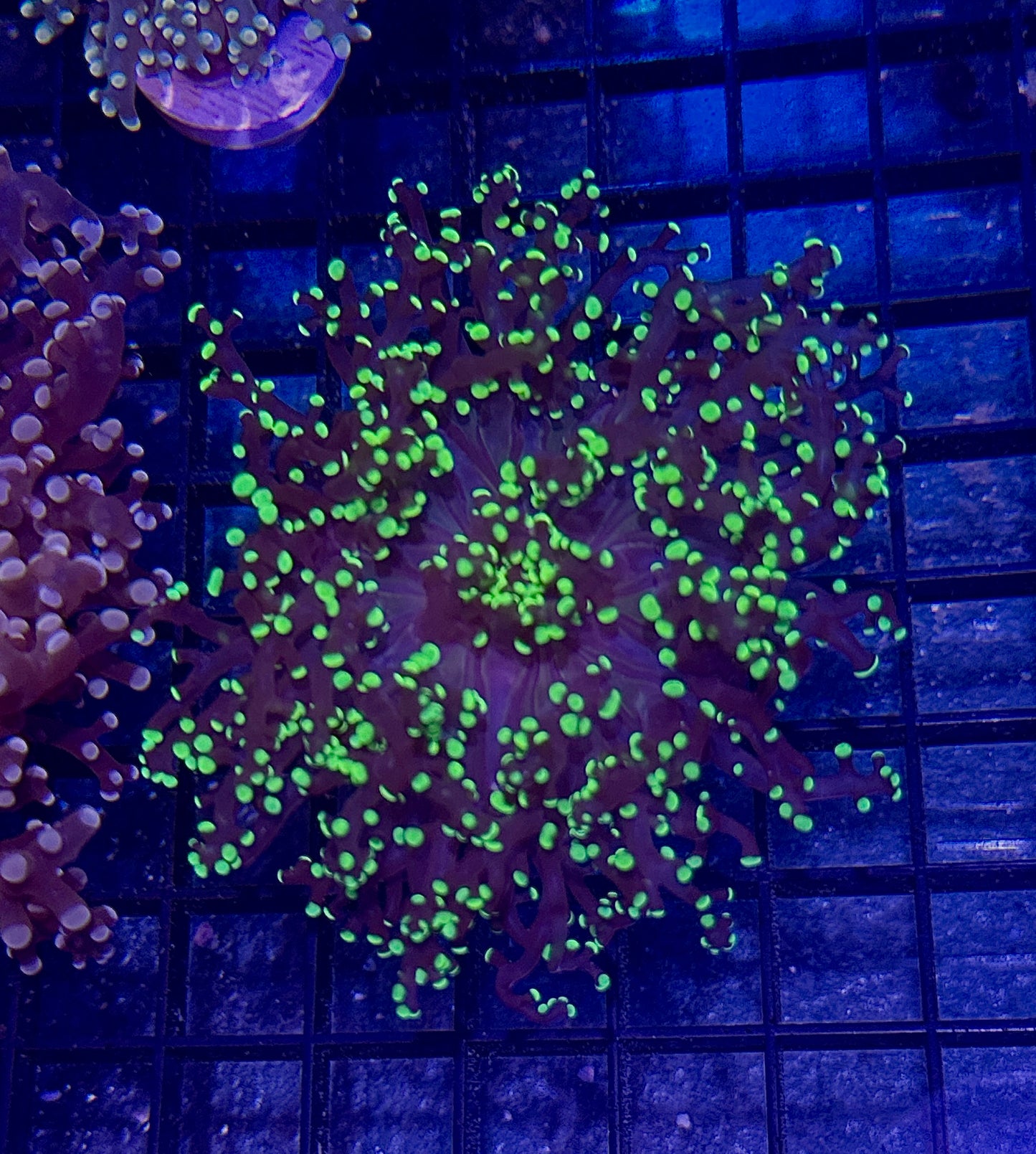 Purple/Green Tipped Branching Frogspawn