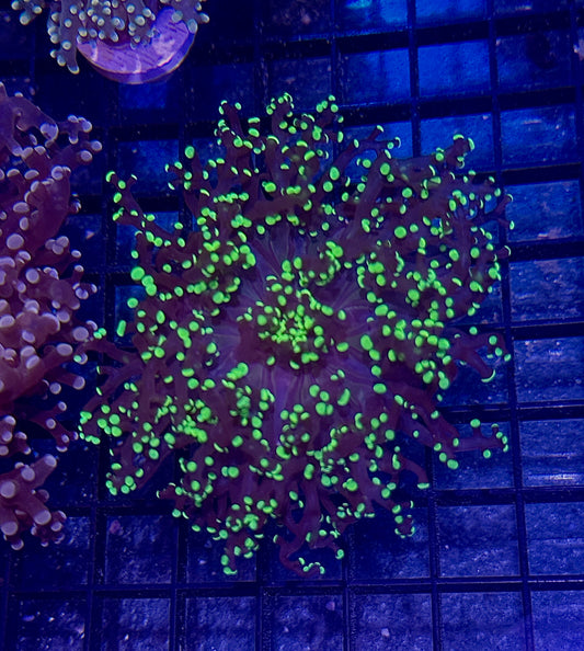 Purple/Green Tipped Branching Frogspawn