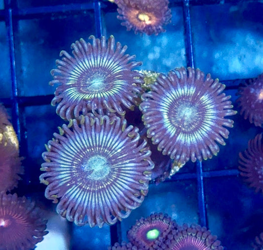 Zoa