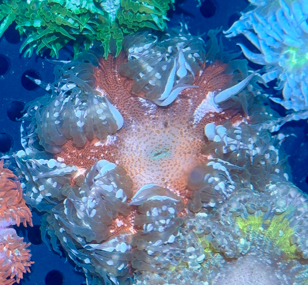 Rock Flower Anemone