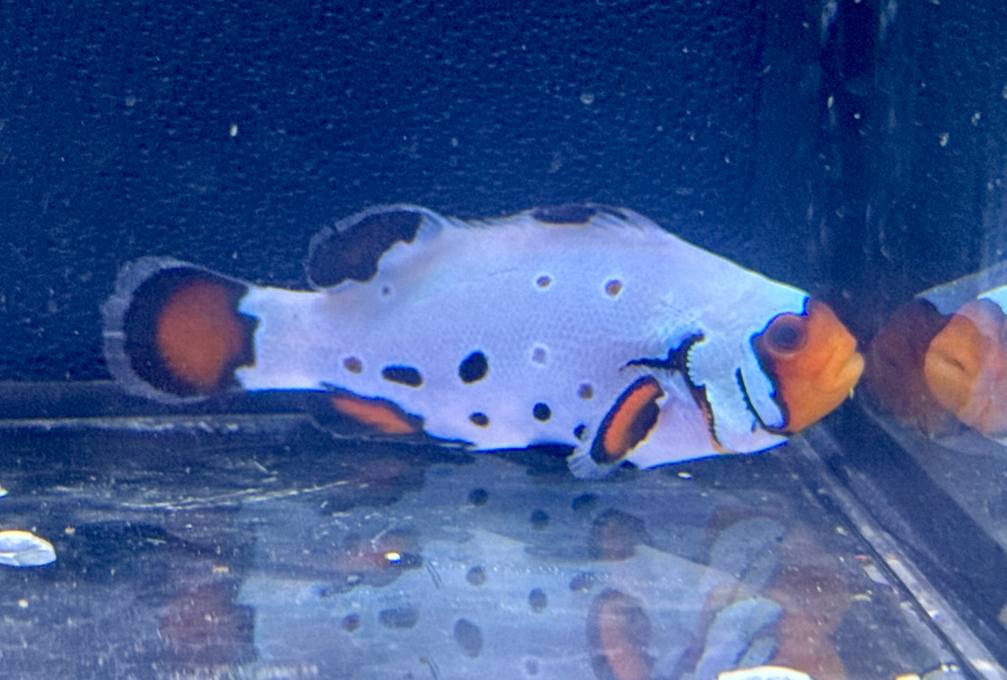 Clown Rescue
