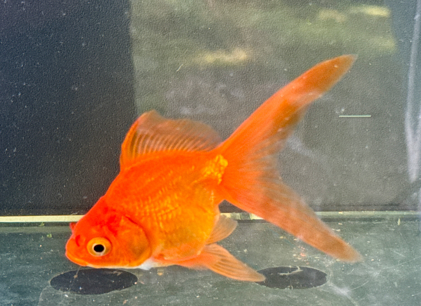 Orange Fantail 5”