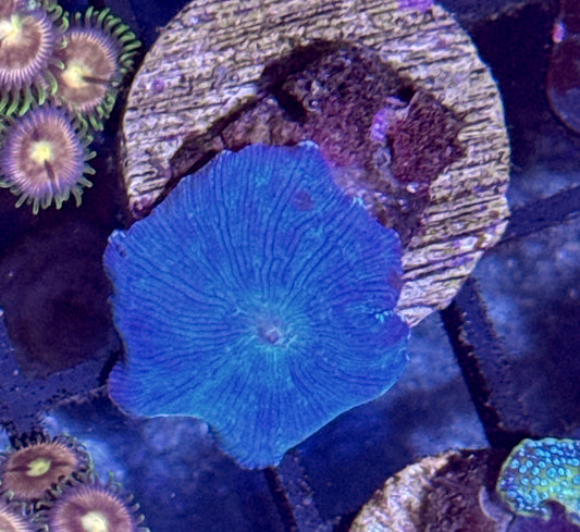 Blue Disco Mushroom