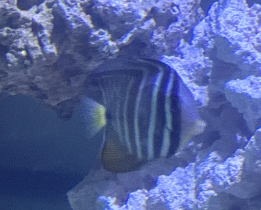 Sailfin Tang