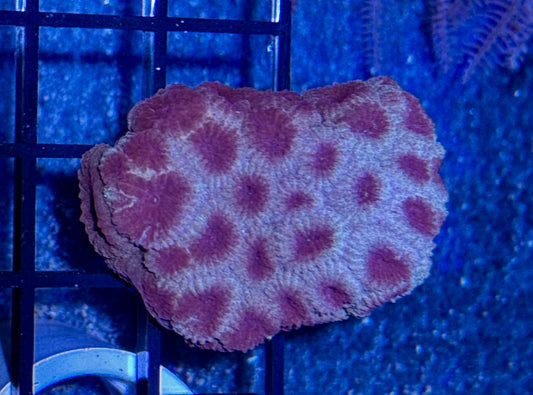 Favia Frag