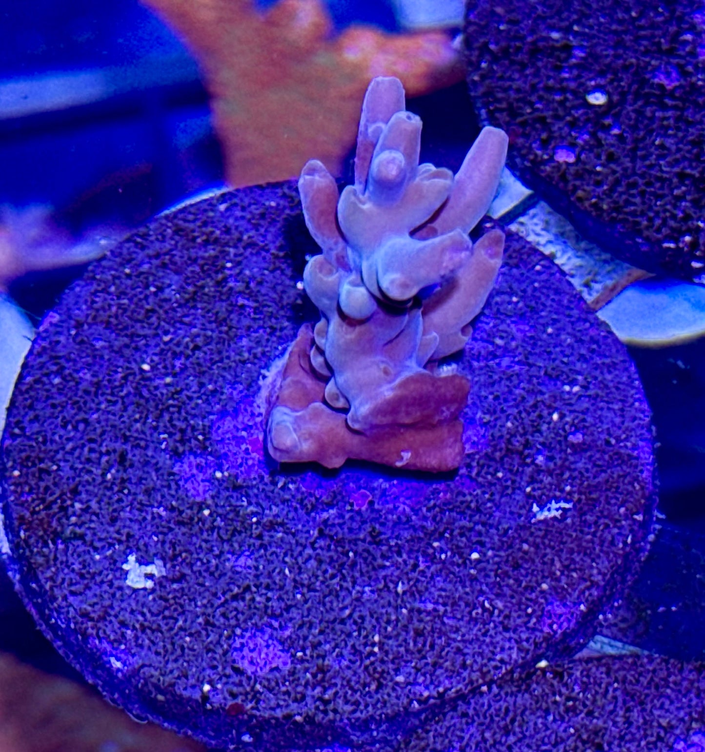 Acro Frag