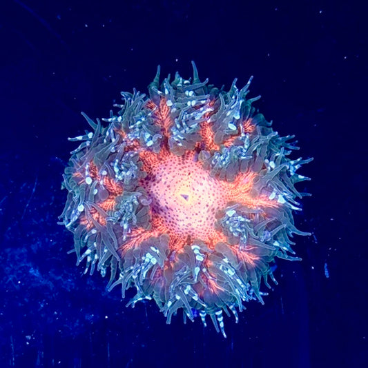 Rock Flower Anemone
