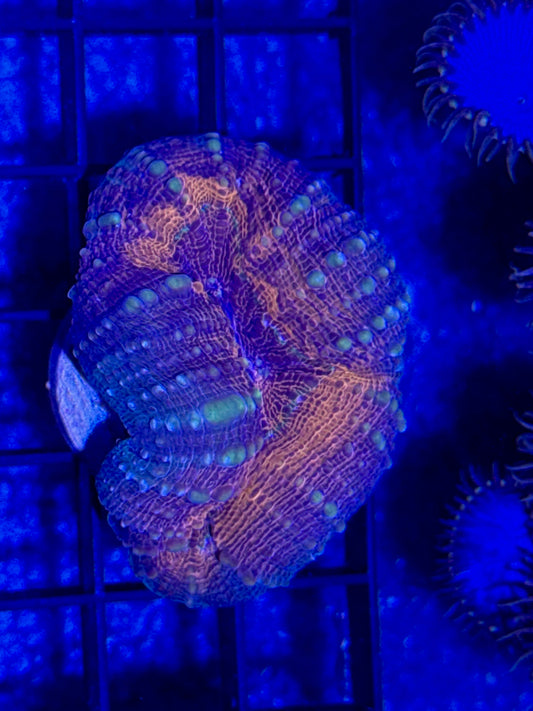 Lobo Frag